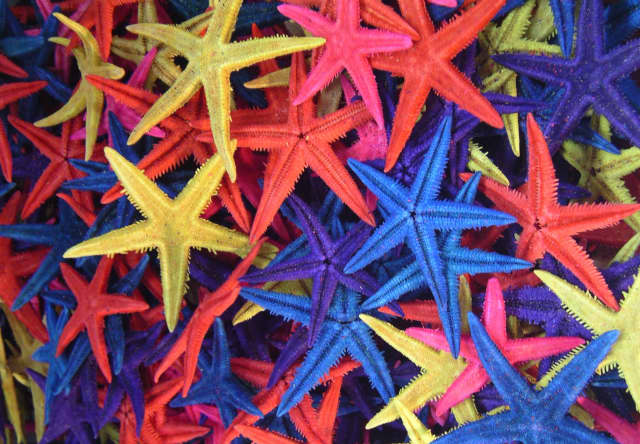 003 Starfish, a animal photograph by Bob McNeil