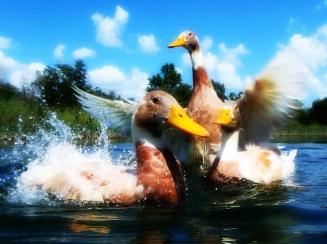 016 Swimming with Ducks, a animal photograph by Bob McNeil
