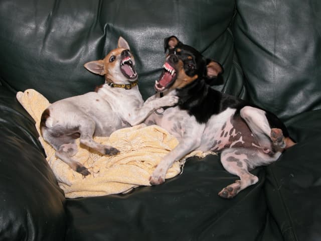 06 Scout and Lou, a animal photograph by Bob McNeil