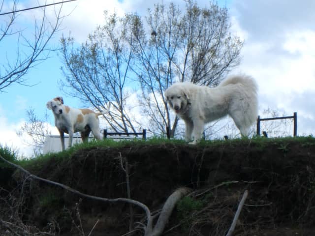 Ahab and Ana, a animal photograph by Bob McNeil