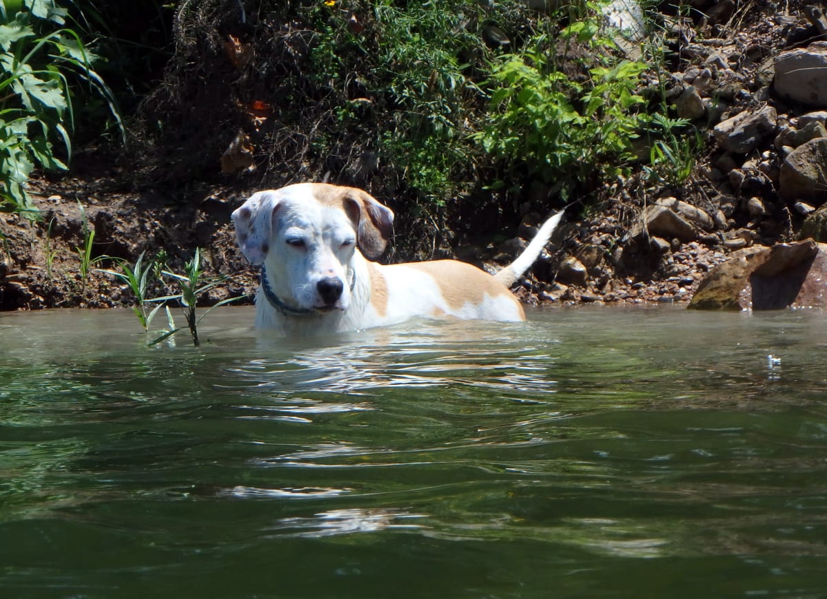 Ahab Hunts Dragonflies, a animal photograph by Bob McNeil