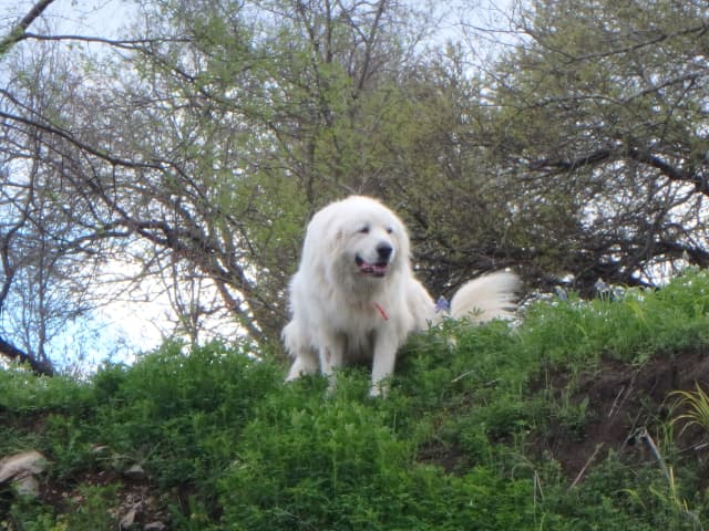 Ana, a animal photograph by Bob McNeil
