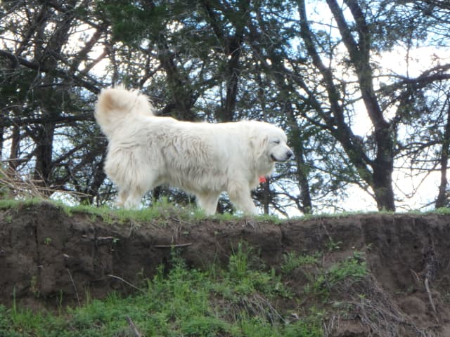 Ana, a animal photograph by Bob McNeil