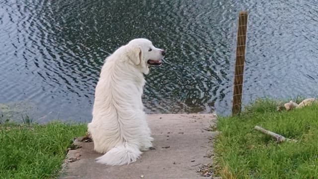 Ana, a animal photograph by Bob McNeil