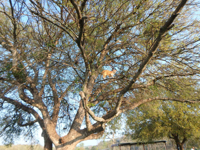 Cat 02, a animal photograph by Bob McNeil
