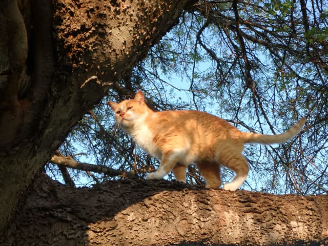Cat 03, a animal photograph by Bob McNeil