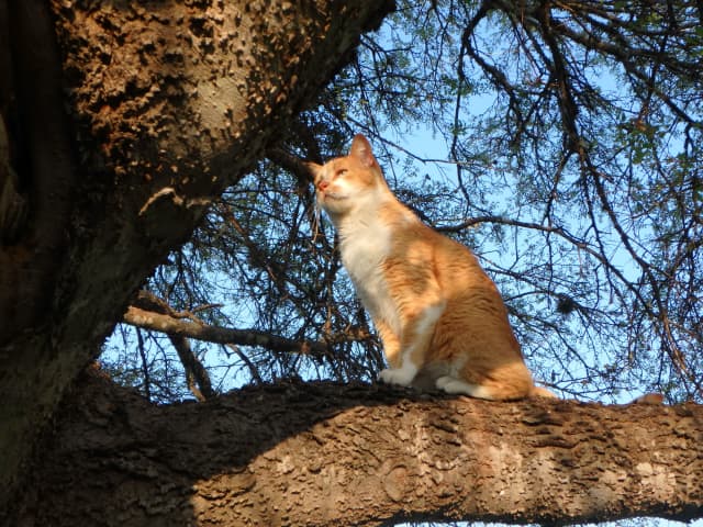 Cat 04, a animal photograph by Bob McNeil