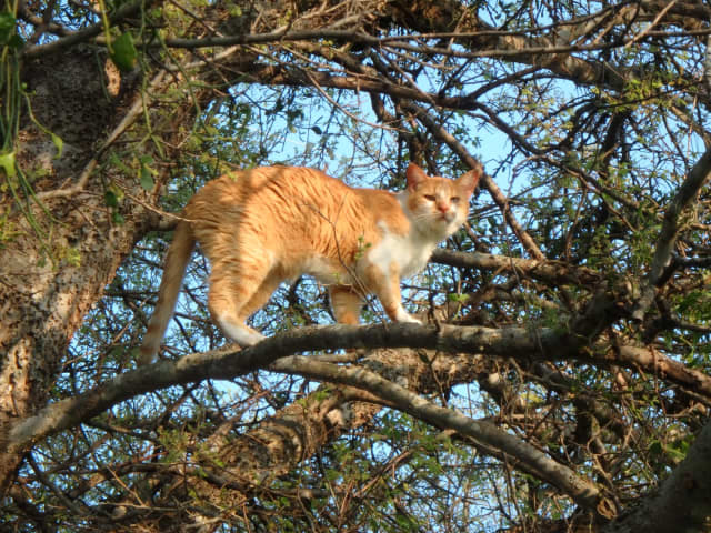 Cat, a animal photograph by Bob McNeil