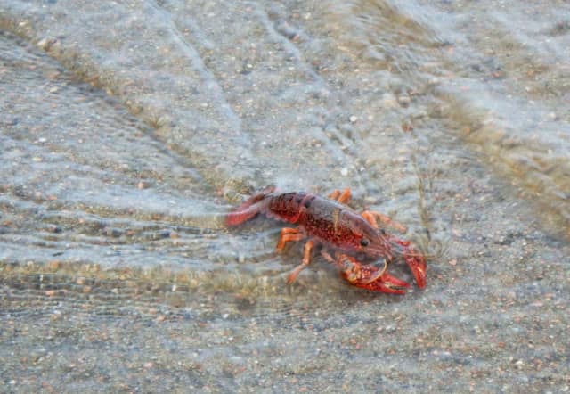 Crawfish 01, a animal photograph by Bob McNeil