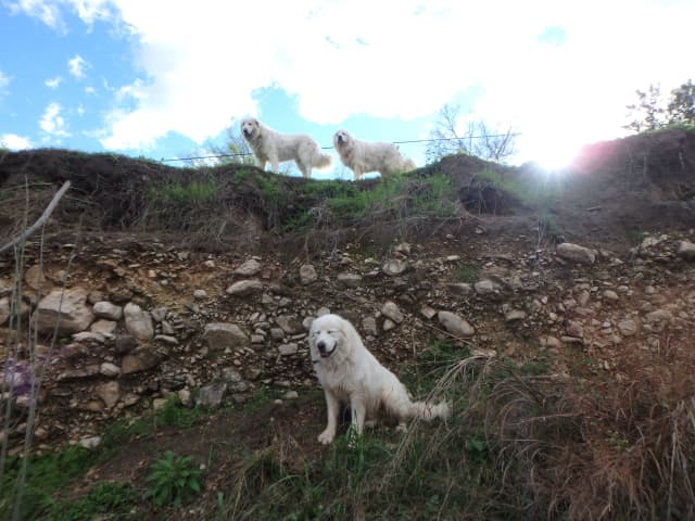 Dogs 02, a animal photograph by Bob McNeil