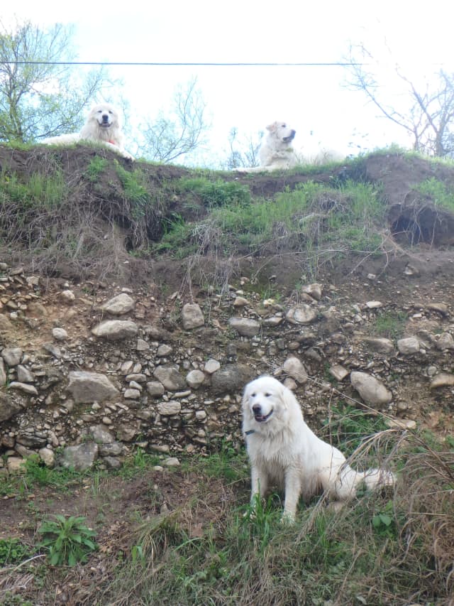 Dogs, a animal photograph by Bob McNeil