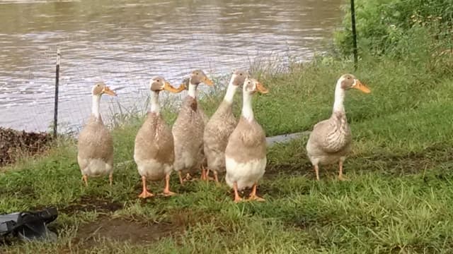 Ducks 02, a animal photograph by Bob McNeil