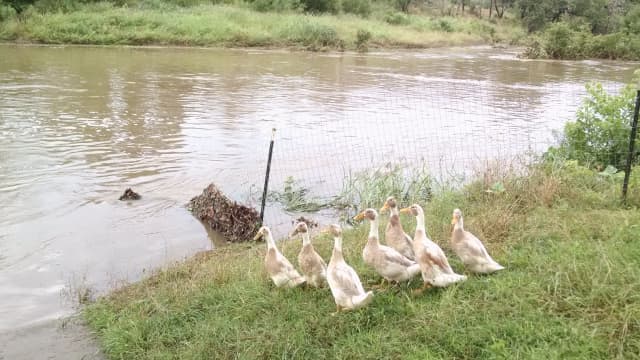 Ducks, a animal photograph by Bob McNeil