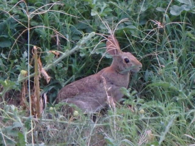 Rabbit, a animal photograph by Bob McNeil