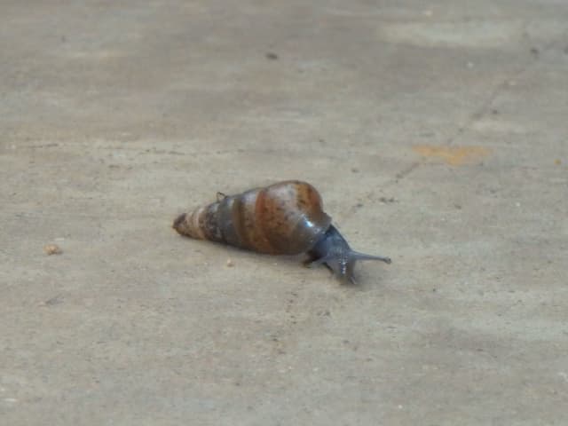 Snail 02, a animal photograph by Bob McNeil