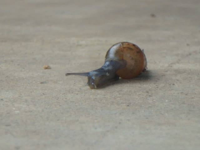 Snail 03, a animal photograph by Bob McNeil