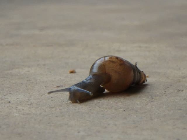 Snail 04, a animal photograph by Bob McNeil