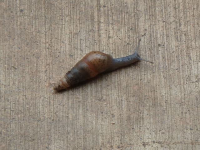 Snail 05, a animal photograph by Bob McNeil