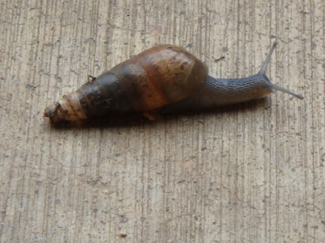 Snail 06, a animal photograph by Bob McNeil