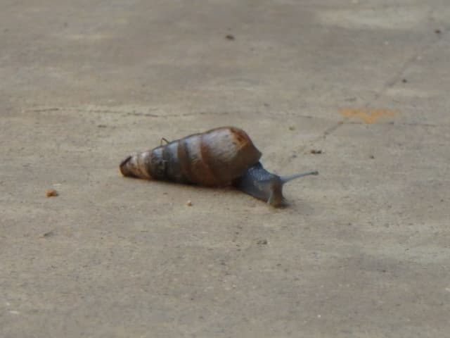 Snail, a animal photograph by Bob McNeil