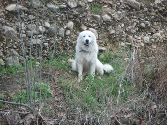 Will, a animal photograph by Bob McNeil
