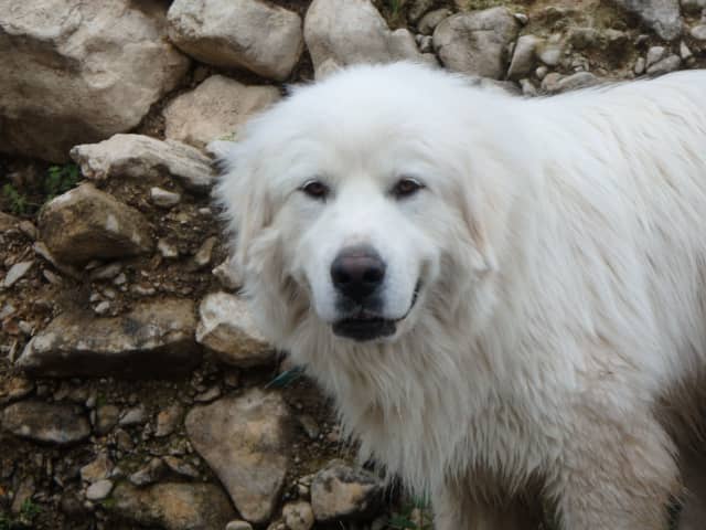 Will, a animal photograph by Bob McNeil