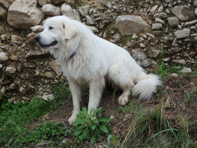 Will, a animal photograph by Bob McNeil