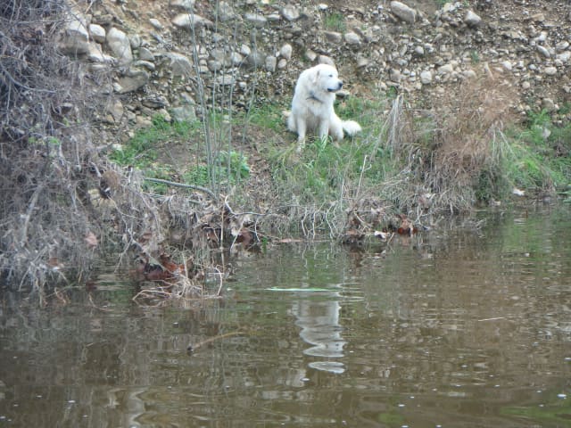 Will, a animal photograph by Bob McNeil