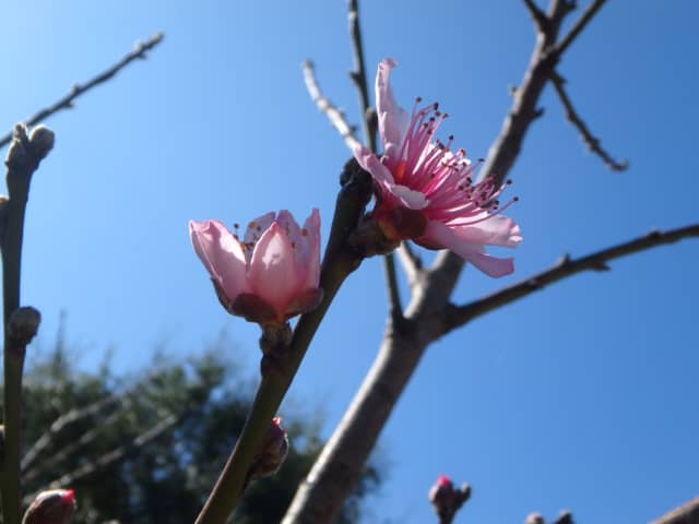Bloom 01, a botanical photograph by Bob McNeil