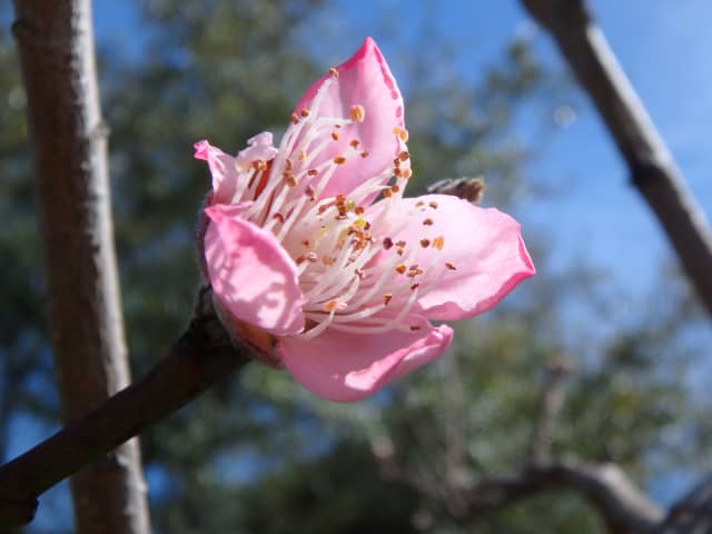 Bloom 02, a botanical photograph by Bob McNeil
