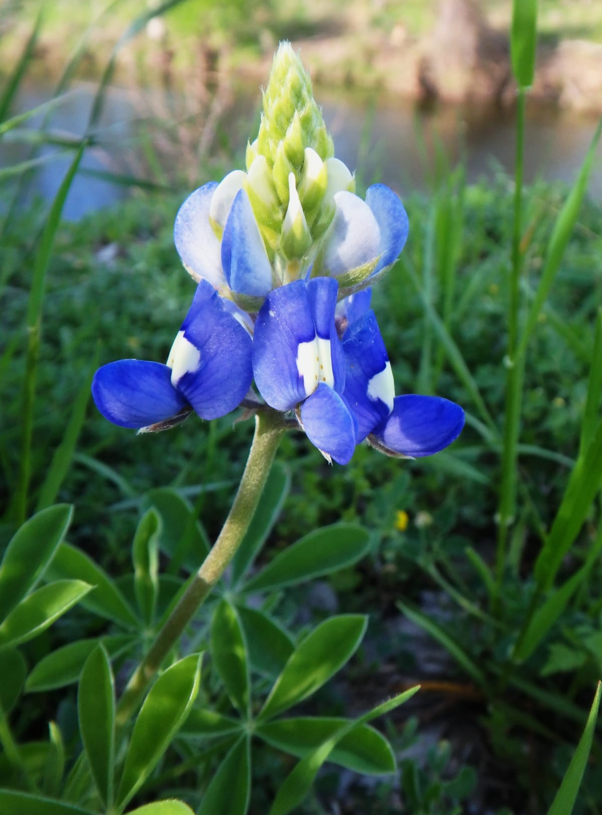 Bluebonnet, a botanical photograph by Bob McNeil