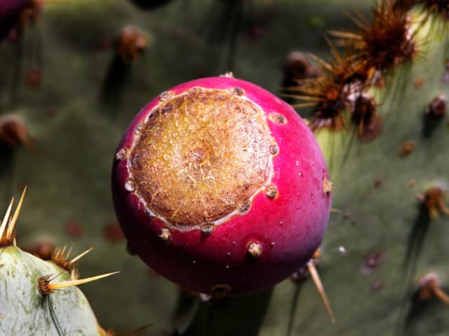 Cactus Pear, a botanical photograph by Bob McNeil