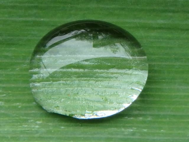 Droplet 01, a botanical photograph by Bob McNeil