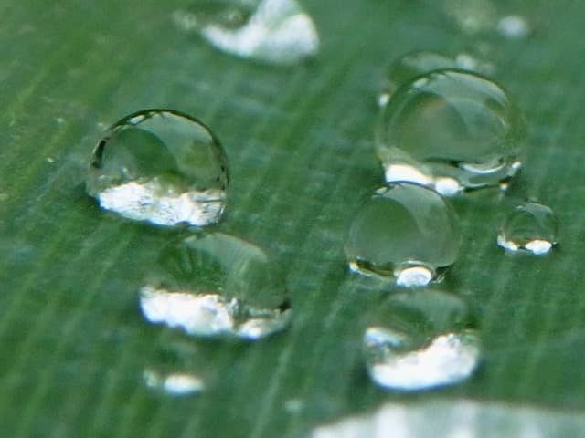 Droplet 02, a botanical photograph by Bob McNeil