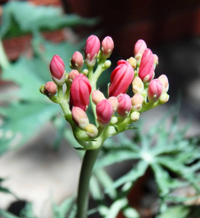 Flower Bud 01, a botanical photograph by Bob McNeil