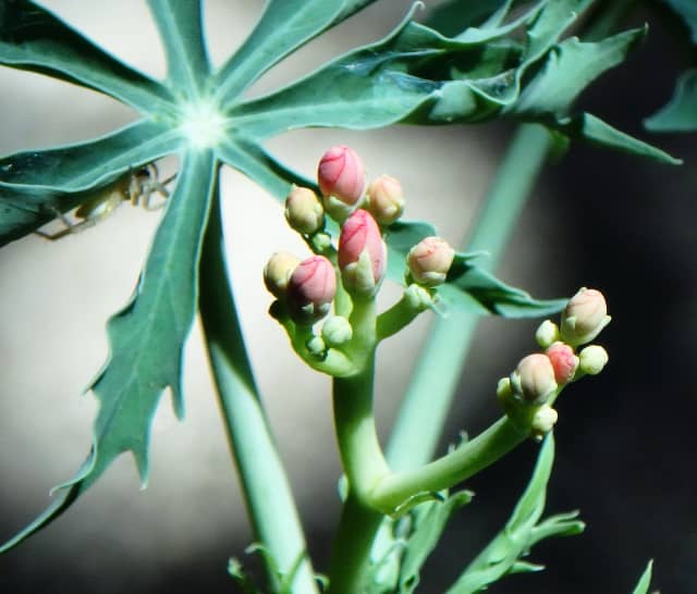 Flower Bud 02, a botanical photograph by Bob McNeil