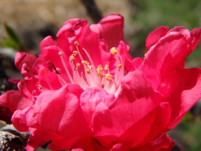 Flower Pink 01, a botanical photograph by Bob McNeil