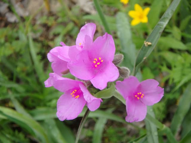 Flower Pink 02, a botanical photograph by Bob McNeil