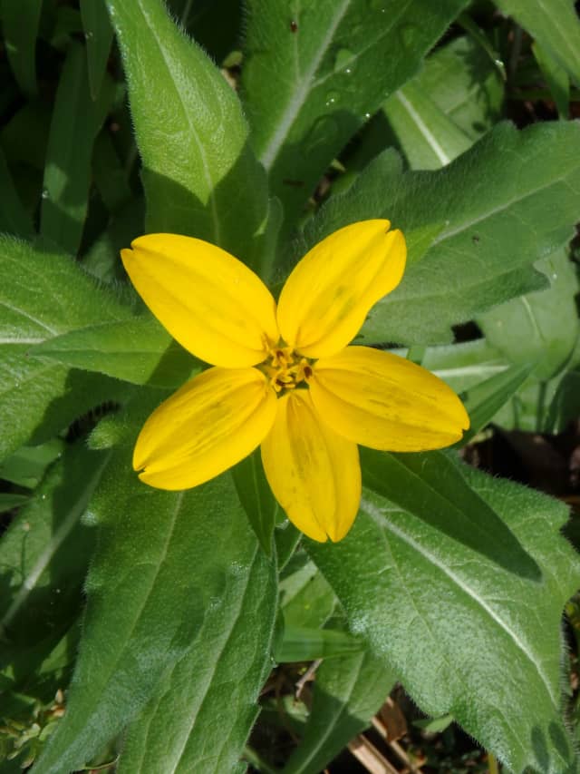 Flower Yellow 01, a botanical photograph by Bob McNeil
