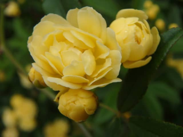 Flower Yellow 02, a botanical photograph by Bob McNeil