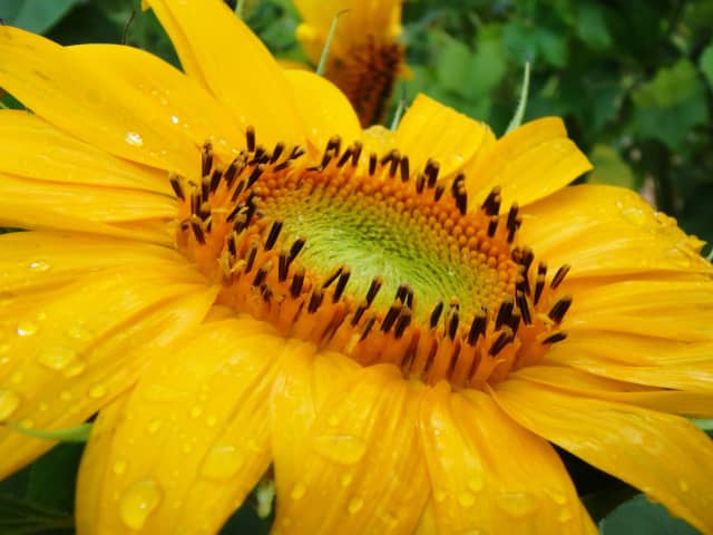 Flower Yellow 03, a botanical photograph by Bob McNeil
