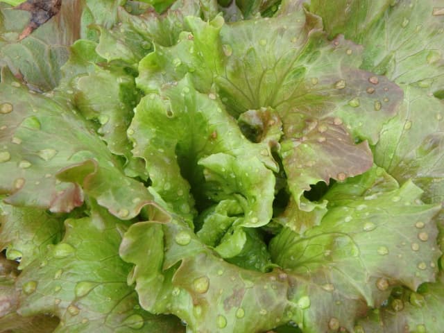 Lettuce, a botanical photograph by Bob McNeil