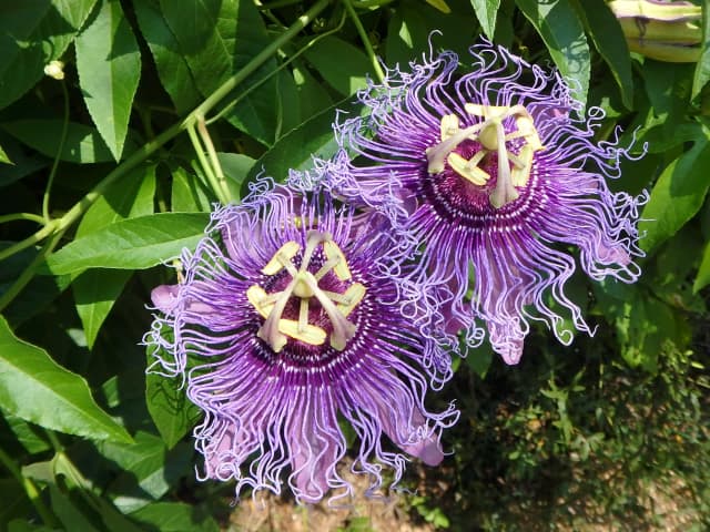 Passionflower, a botanical photograph by Bob McNeil