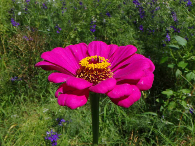 Zinnia 01, a botanical photograph by Bob McNeil