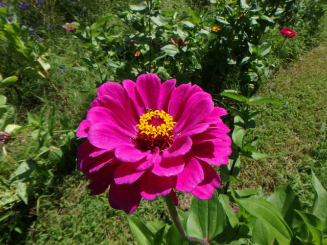 Zinnia 02, a botanical photograph by Bob McNeil