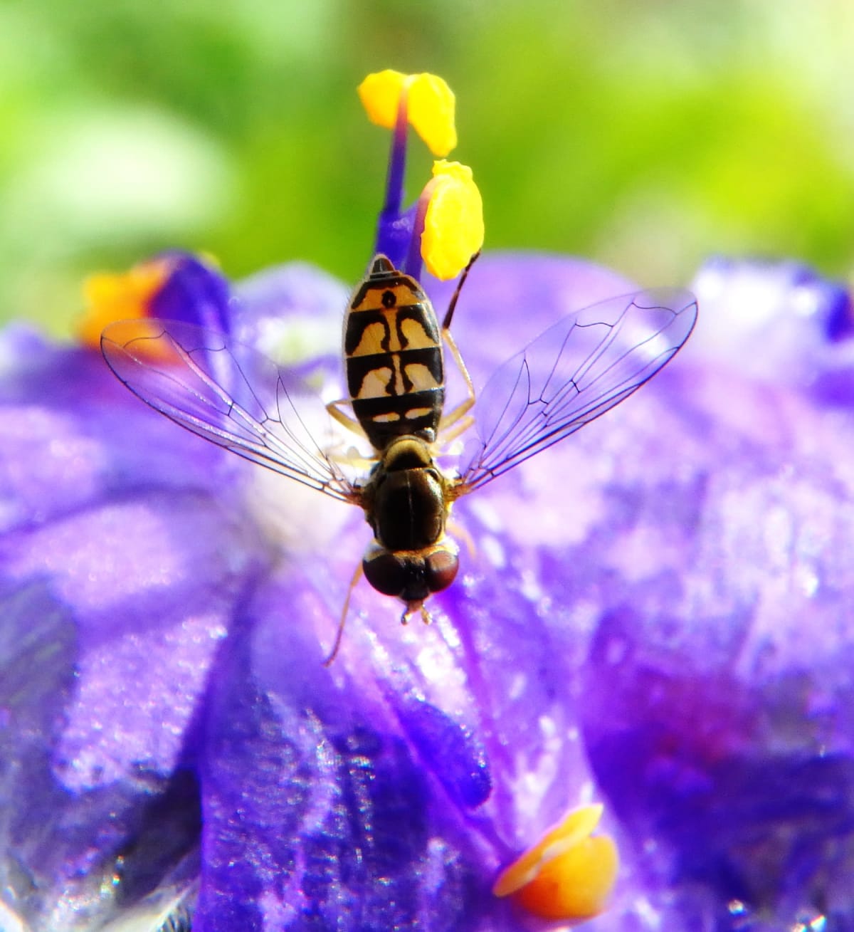 Bee on Flower 01, a insect photograph by Bob McNeil