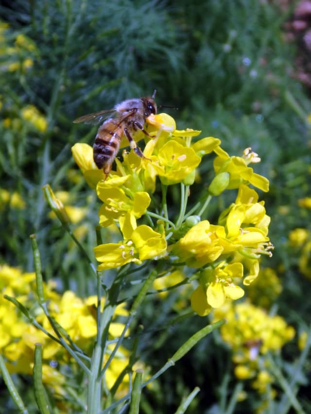 Bee on Flower 02, a insect photograph by Bob McNeil