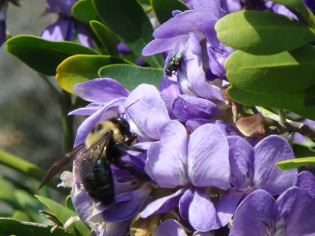 Bee on Flower 03, a insect photograph by Bob McNeil