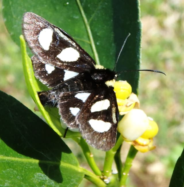 Butterfly 02, a insect photograph by Bob McNeil