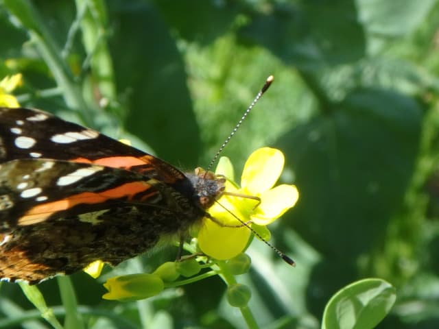 Butterfly 03, a insect photograph by Bob McNeil